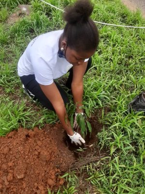 Tree Planting (1)
